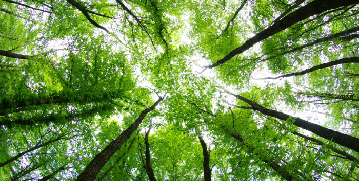 FSC Certification